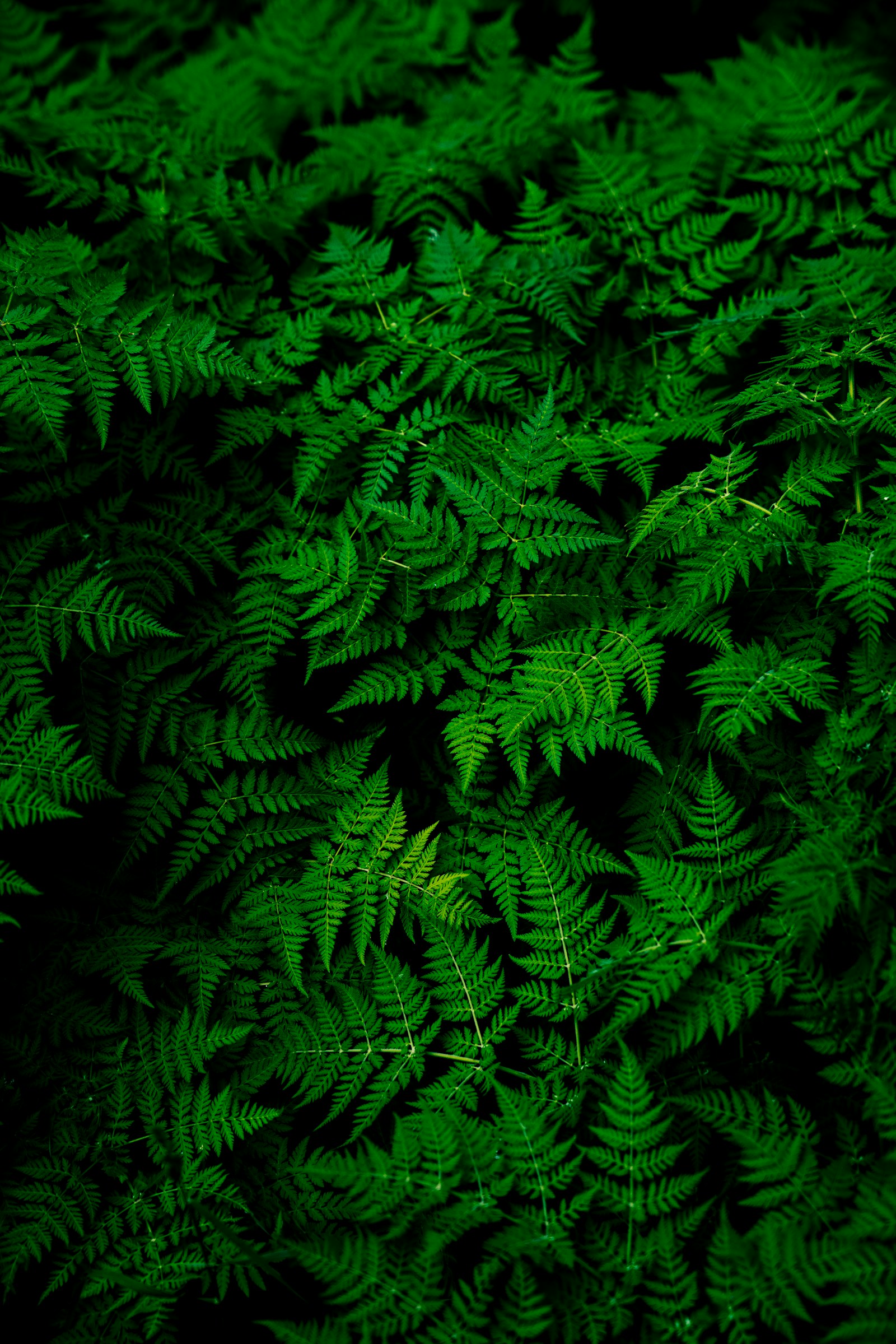 深い緑のシダの葉が重なり合う植物の写真